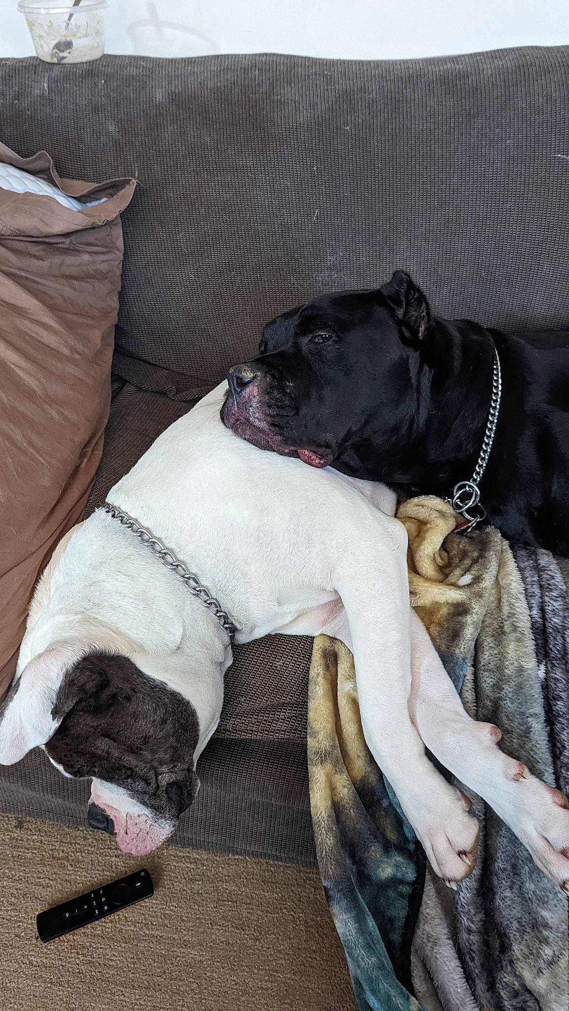 Panthro is registered to the contest to win money with this photo: canidae, carnivore, collar, comfort, companion_dog, couch, dog, dog_breed, dog_collar, dog_supply, fawn, fur, grey, leash, linens, pet_supply, snout, sporting_group, toy_dog, working_animal