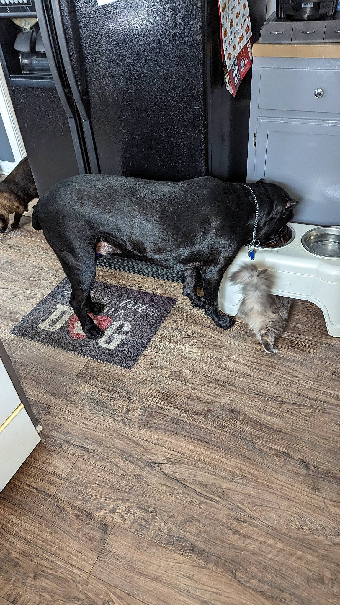 Panthro is registered to the contest to win money with this photo: carnivore, collar, comfort, companion_dog, dog, dog_breed, dog_collar, dog_supply, floor, flooring, gas, grey, hardwood, laminate_flooring, liver, pet_supply, sporting_group, tail, wood, wood_flooring