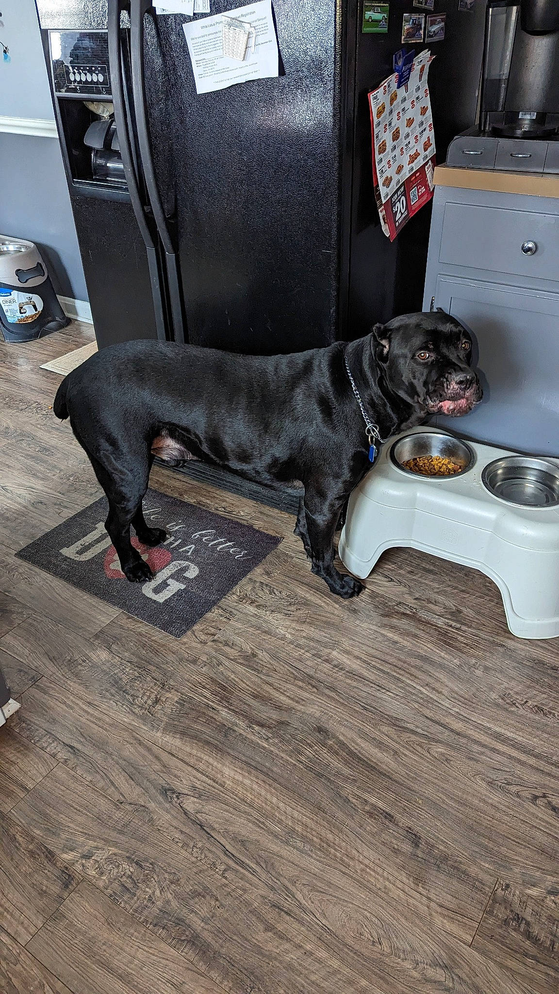 Panthro joined the competition — help win amazing prizes! auto_part, automotive_tire, canidae, carnivore, collar, companion_dog, dog, dog_breed, dog_collar, dog_supply, flooring, gas, hardwood, liver, pet_supply, sporting_group, tail, wood, wood_flooring, working_animal