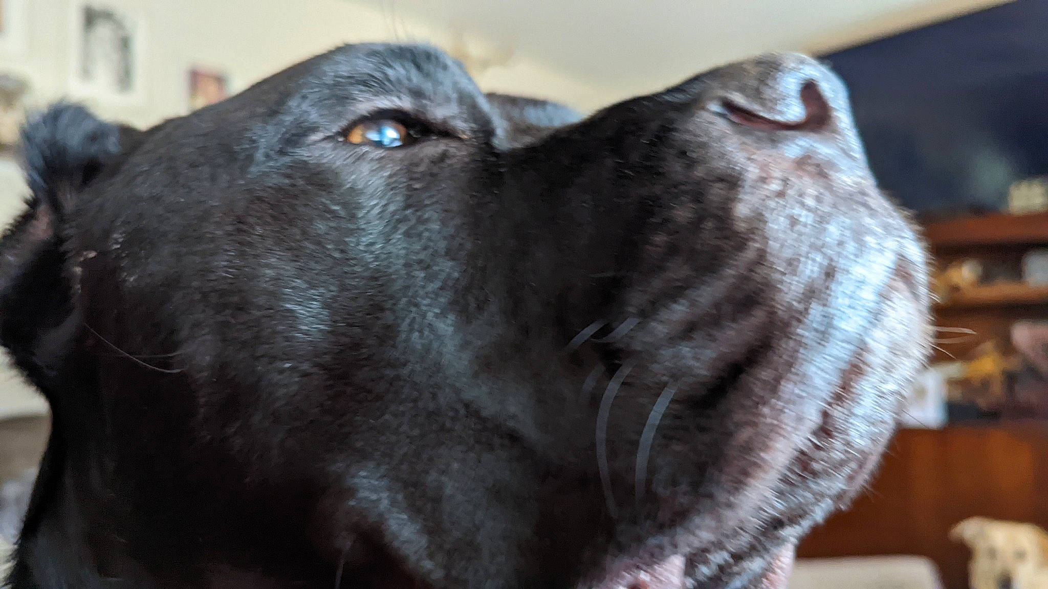 Panthro joined the competition — help win amazing prizes! borador, canidae, carnivore, collar, companion_dog, dog, dog_breed, ear, fur, gun_dog, labrador_retriever, liver, retriever, snout, sporting_group, whiskers, working_animal