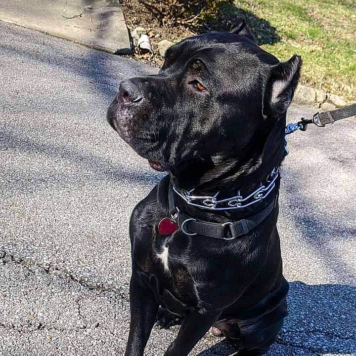 Panthro is registered to the contest to win money with this photo: asphalt, carnivore, collar, companion_dog, dog, dog_breed, dog_collar, electric_blue, fashion_accessory, fawn, fur, guard_dog, leash, pet_supply, road_surface, snout, tail, whiskers, working_animal, working_dog