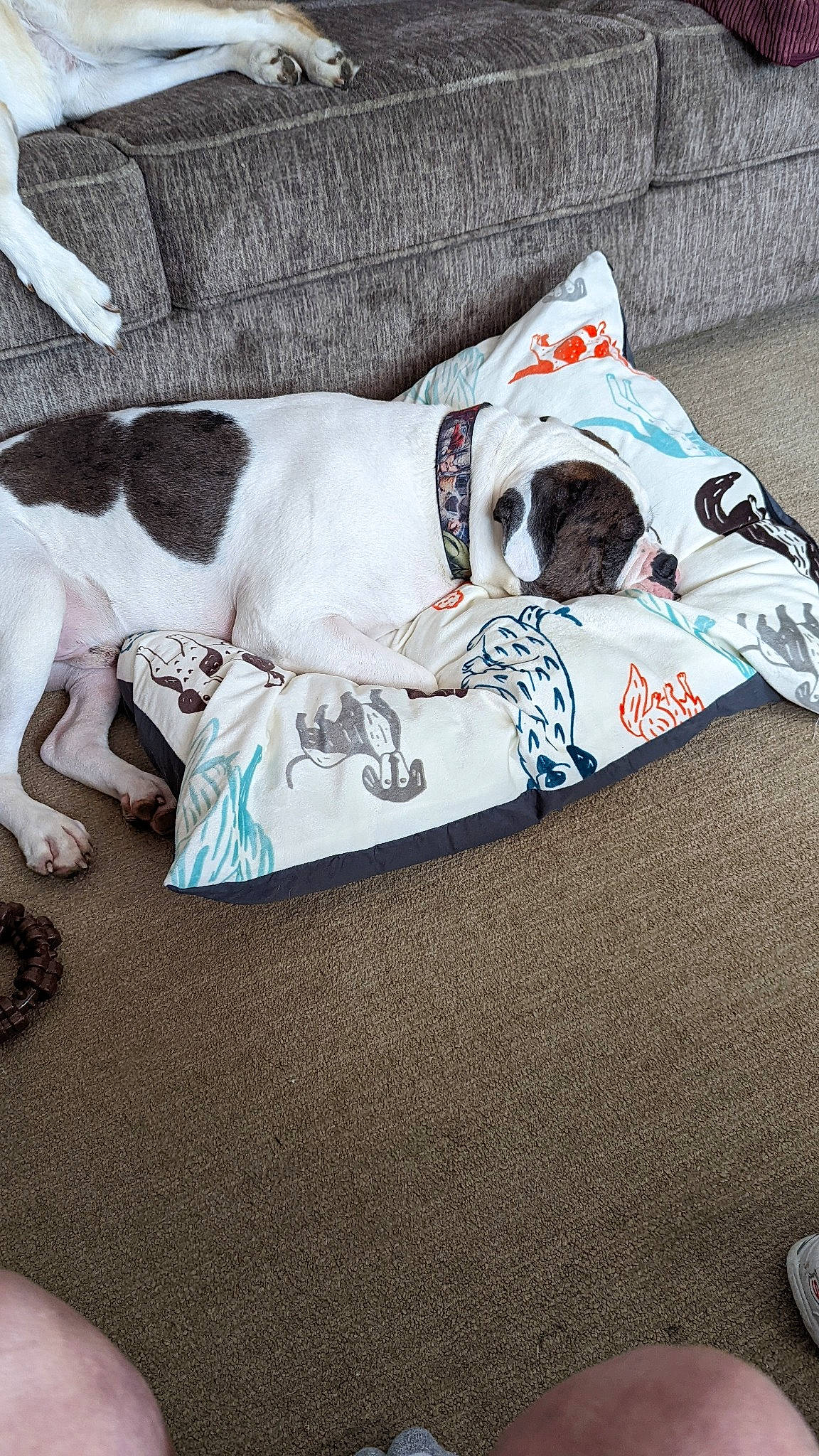 Artemis joined the competition — help win amazing prizes! canidae, carmine, carnivore, collar, comfort, companion_dog, dog, dog_breed, dog_collar, dog_supply, fawn, great_dane, linens, pattern, pet_supply, rectangle, sleeve, snout, sporting_group, working_animal