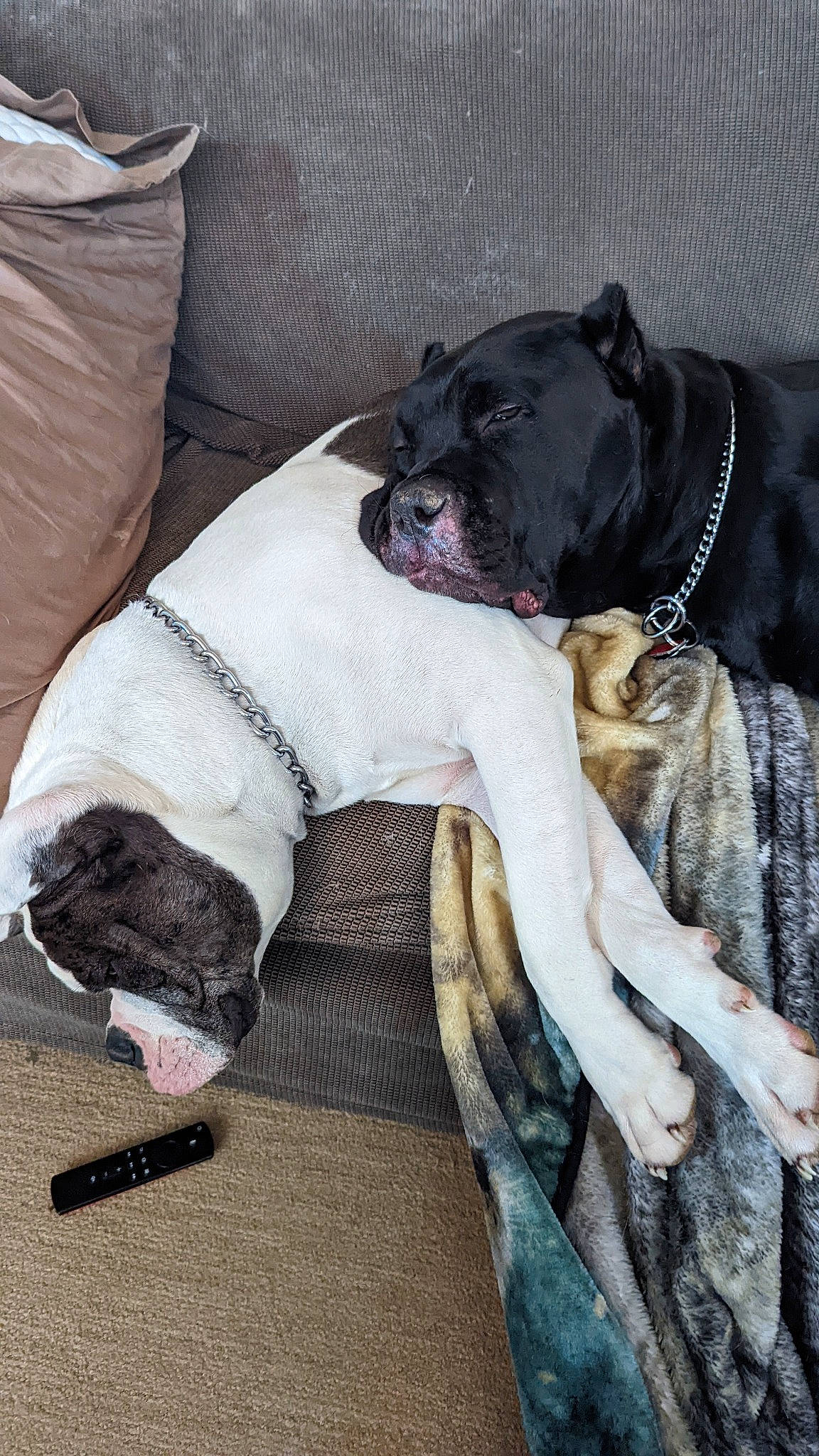 Artemis is registered to the contest to win money with this photo: canidae, carnivore, collar, comfort, companion_dog, couch, dog, dog_breed, dog_collar, dog_supply, fawn, fur, grey, guard_dog, leash, linens, snout, sporting_group, toy_dog, working_animal