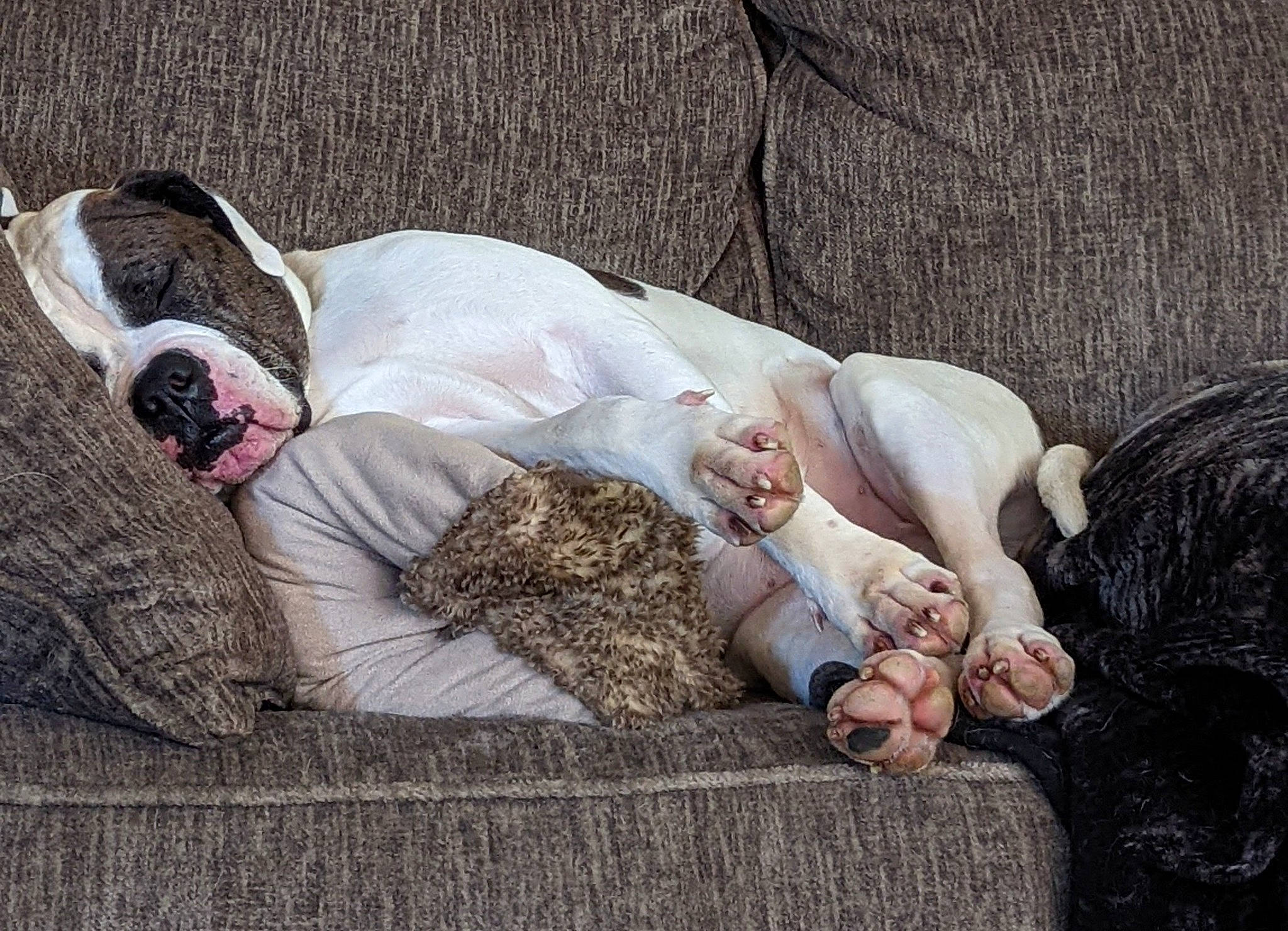 Artemis joined the competition — help win amazing prizes! barefoot, canidae, carnivore, comfort, companion_dog, dog, dog_breed, eyewear, fawn, foot, fur, human_leg, knee, linens, nap, paw, sitting, sleep, sporting_group, sunglasses