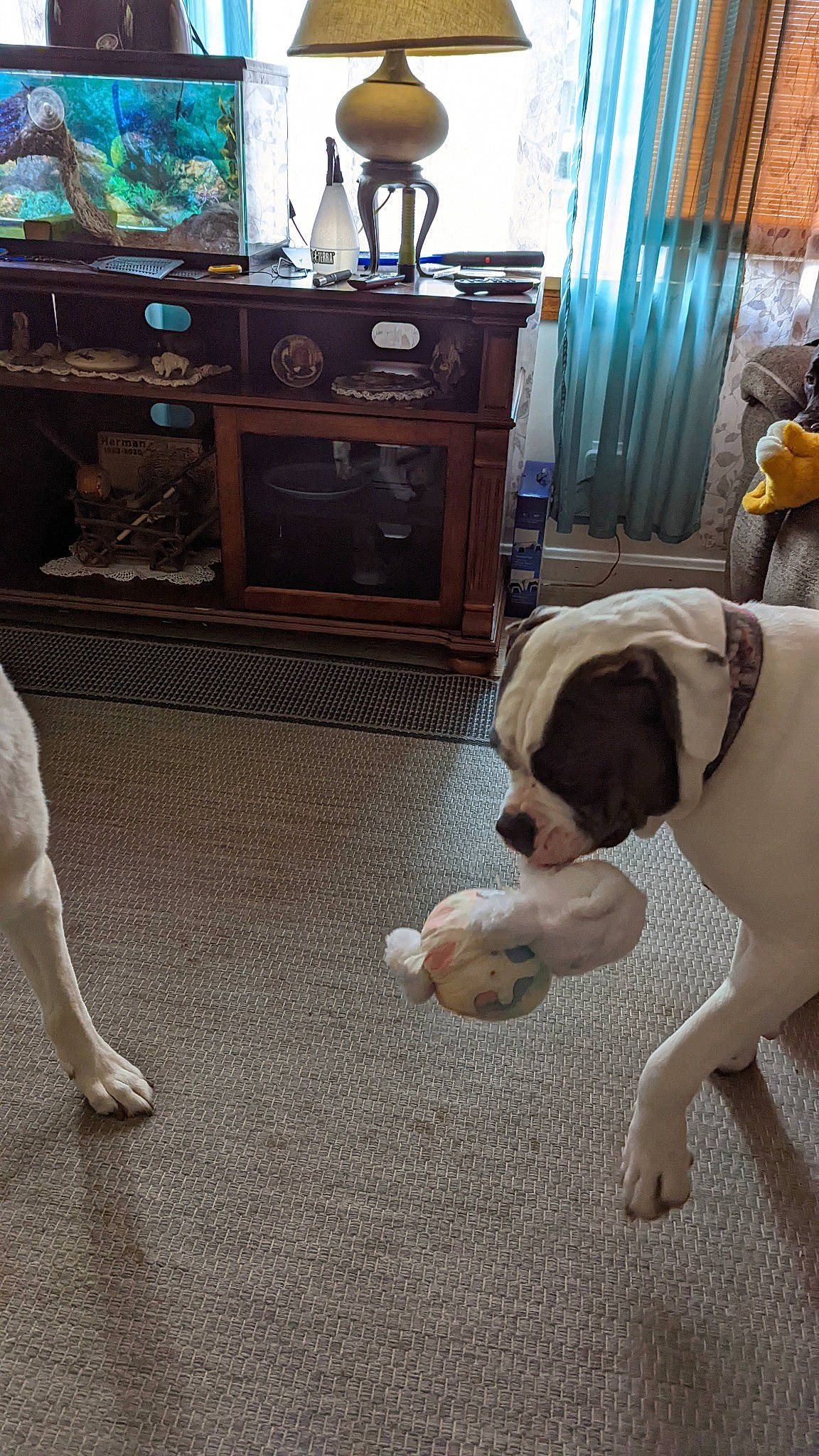 Artemis joined the competition — help win amazing prizes! cable_television, carnivore, companion_dog, couch, curtain, dog, dog_breed, fawn, floor, flooring, hardwood, home_appliance, living_room, mammal, picture_frame, tail, television, television_set, wood, working_animal