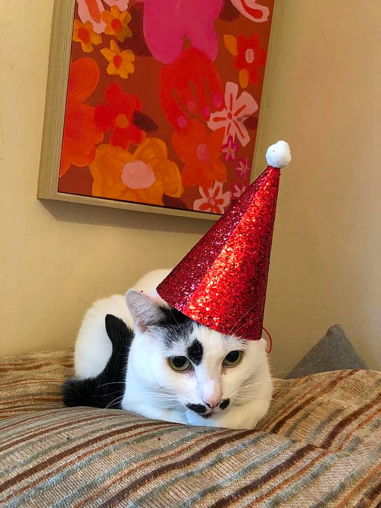 Bitsy is registered to the contest to win money with this photo: art, carmine, carnivore, cat, cone, costume_hat, creative_arts, fashion_accessory, felidae, hat, headgear, linens, ornament, party_hat, pattern, picture_frame, small_to_medium_sized_cats, tail, whiskers, wood