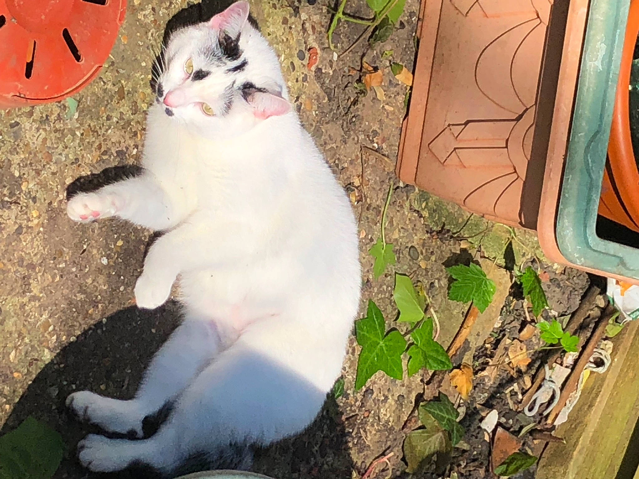 Bitsy joined the competition — help win amazing prizes! art, carnivore, cat, domestic_short_haired_cat, fawn, felidae, fur, grass, groundcover, herb, paw, plant, sitting, small_to_medium_sized_cats, snout, soil, tail, terrestrial_animal, whiskers, wood