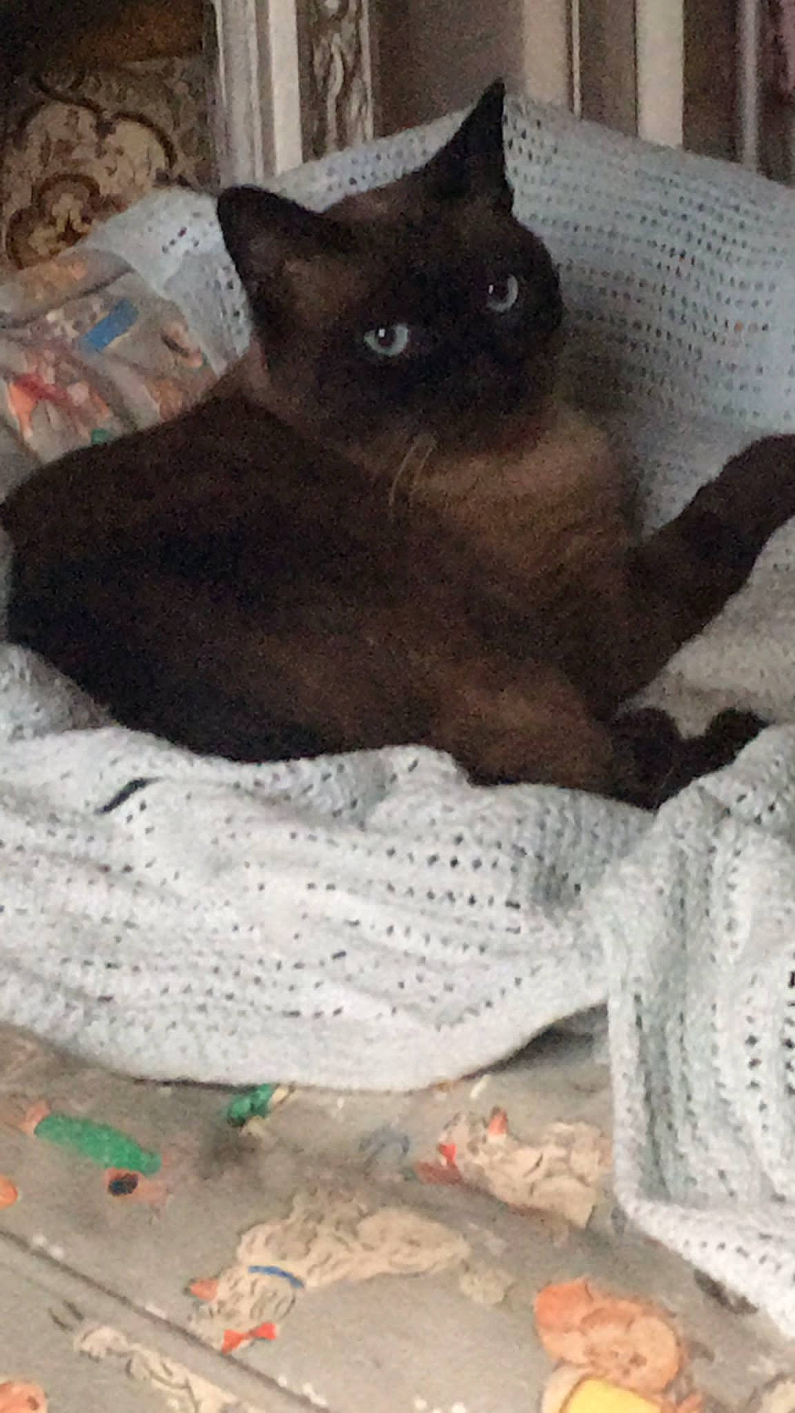 Karl joined the competition — help win amazing prizes! black_cat, bombay, carnivore, cat, cat_bed, cat_supply, comfort, domestic_short_haired_cat, fawn, felidae, fur, grey, linens, paw, pet_supply, small_to_medium_sized_cats, snout, tail, whiskers, working_animal