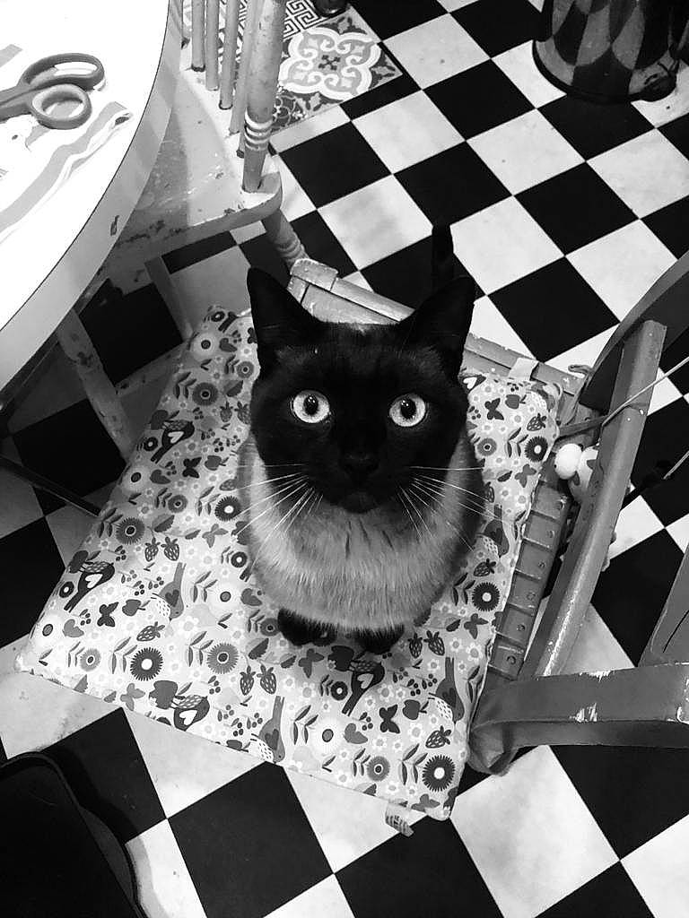 Karl joined the competition — help win amazing prizes! black, black_and_white, carnivore, cat, design, felidae, font, grey, indoor_games_and_sports, monochrome, monochrome_photography, pattern, photograph, recreation, small_to_medium_sized_cats, snapshot, snout, style, whiskers, white