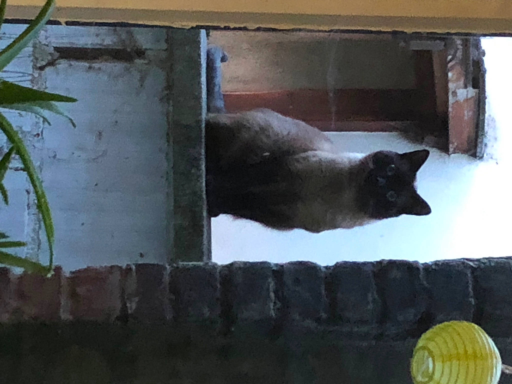 Karl joined the competition — help win amazing prizes! black_cat, building, carnivore, cat, circle, domestic_short_haired_cat, door, felidae, grey, home_door, house, plant, rectangle, small_to_medium_sized_cats, snout, tail, tints_and_shades, whiskers, window, wood