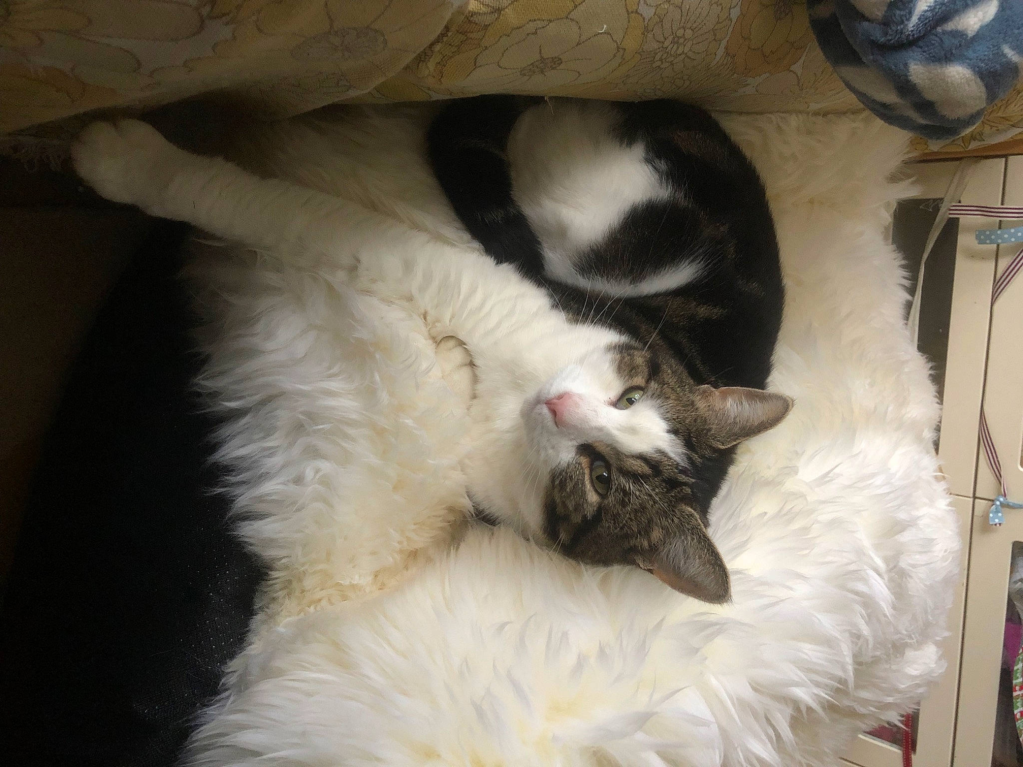 Aljas is registered to the contest to win money with this photo: canidae, carnivore, cat, claw, comfort, dog_breed, domestic_short_haired_cat, fang, felidae, fur, nap, paw, pet_supply, sleep, small_to_medium_sized_cats, snout, tail, whiskers