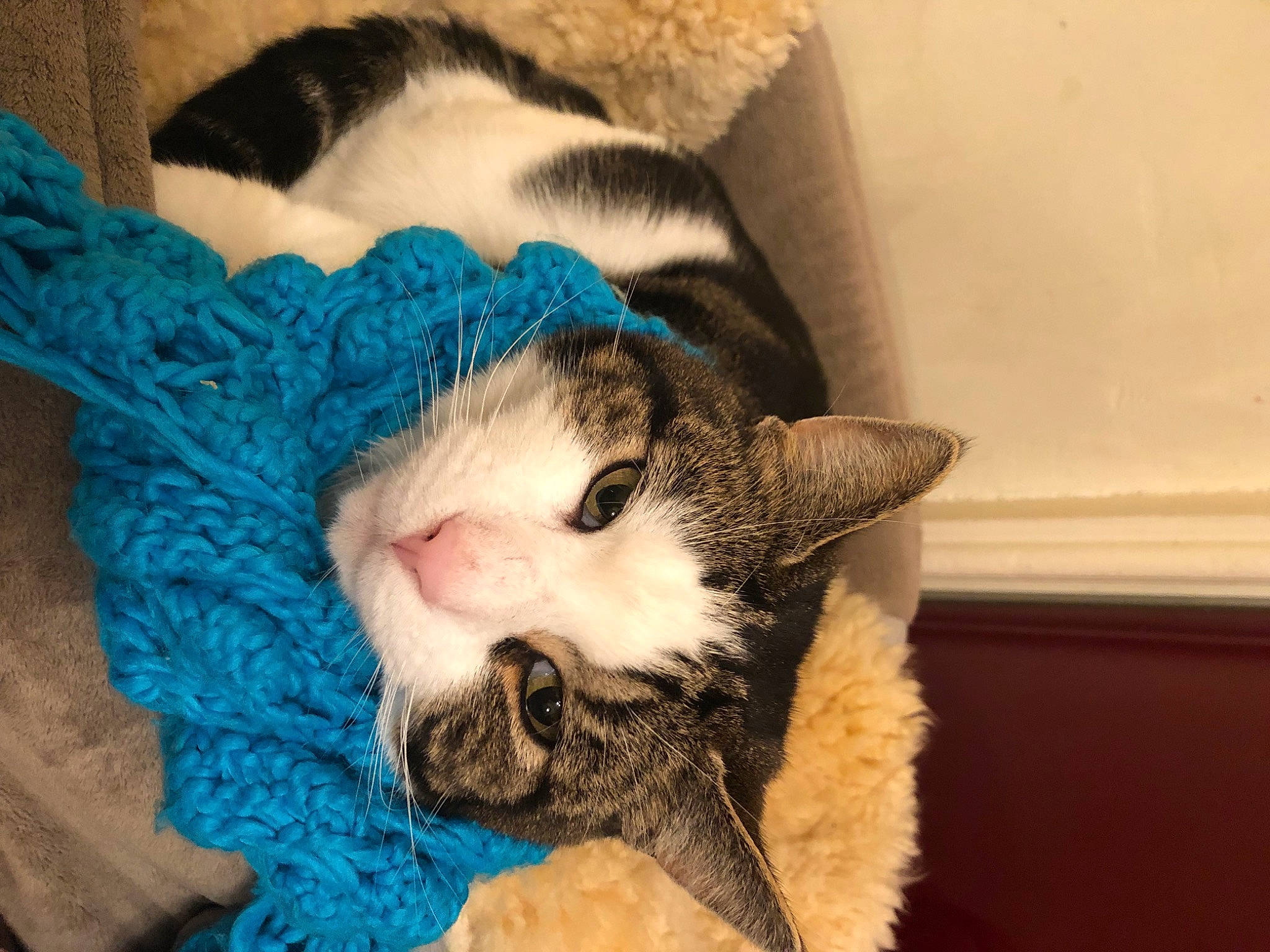 Aljas is registered to the contest to win money with this photo: carnivore, cat, cat_bed, cat_supply, claw, comfort, domestic_short_haired_cat, fang, felidae, fur, mammal, nap, paw, sleep, small_to_medium_sized_cats, snout, tail, toy, vertebrate, whiskers