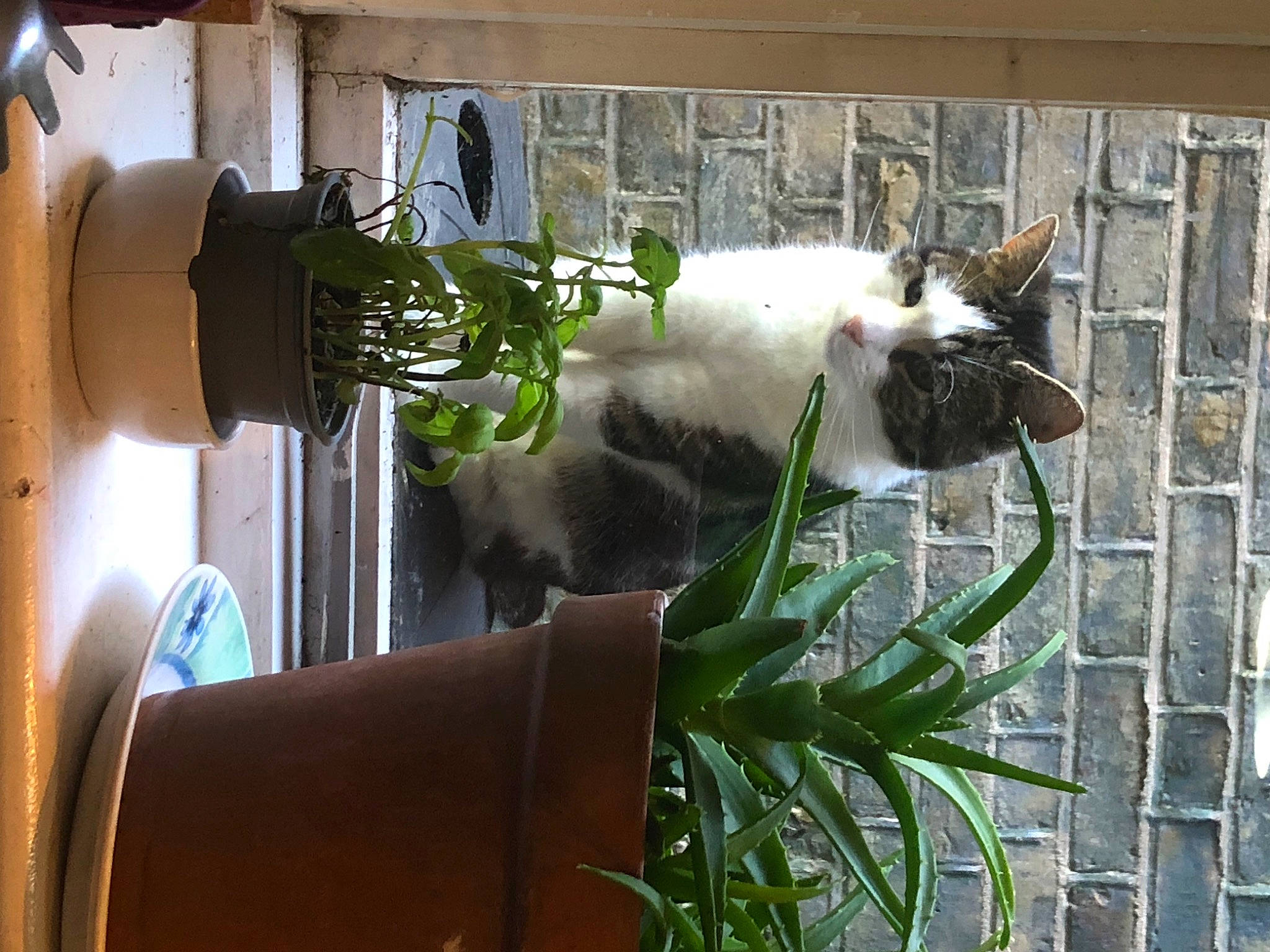 Aljas is registered to the contest to win money with this photo: carnivore, cat, collar, domestic_short_haired_cat, door, felidae, flower, flowerpot, fur, gas, houseplant, metal, plant, small_to_medium_sized_cats, tail, tree, whiskers, window