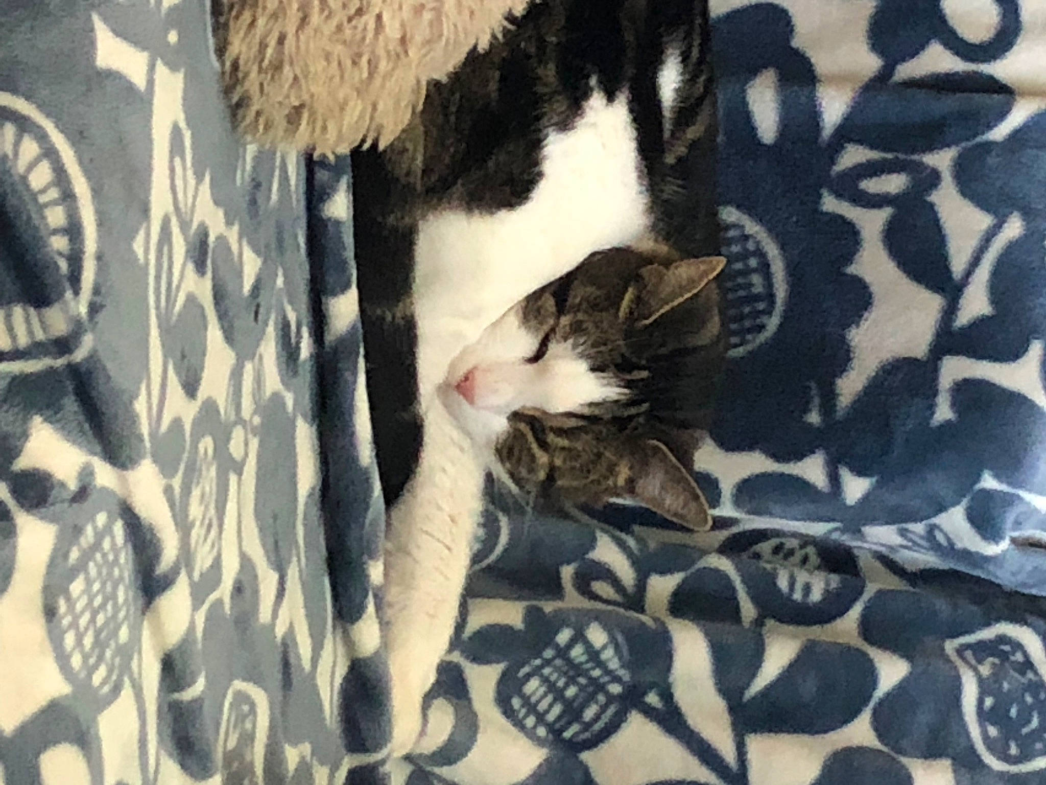 Aljas is registered to the contest to win money with this photo: canidae, carnivore, cat, claw, comfort, domestic_short_haired_cat, felidae, flooring, fur, grey, linens, pattern, paw, shadow, small_to_medium_sized_cats, tail, textile, tree, whiskers, wood