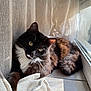 Yumi a rejoint le concours — aidez-le/la à gagner de superbes lots ! cat, black_cat, white_fur, green_eyes, window, curtain, sunlight, indoor, tile_floor, pet, relaxed, feline, whiskers, cozy, resting, natural_light, domestic_animal, cute, fluffy, curious