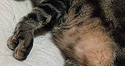 Censor is registered to the contest to win money with this photo: cat, tabby_cat, sleeping, lying_down, belly_up, fluffy, fur, whiskers, tongue, paws, animal, pet, indoors, bed, bedding, close_up, relaxed, cute, funny, portrait