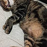 cat, tabby_cat, sleeping, lying_down, belly_up, fluffy, fur, whiskers, tongue, paws, animal, pet, indoors, bed, bedding, close_up, relaxed, cute, funny, portrait