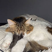 Petit Bite participe au concours pour gagner de l'argent avec cette photo : cat, sleeping, fluffy, paw, tail, blanket, cozy, indoor, fur, whiskers, cute, pet, relaxed, resting, animal, mammal, tabby, white_paws, soft, domestic_animal