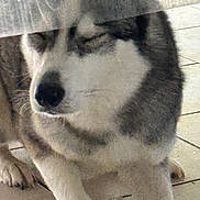 Nicky participe au concours pour gagner de l'argent avec cette photo : animal, black_nose, calm, closeup, dog, face, fur, glass, husky, indoor, paw, pet, quiet, reflection, resting, sleeping, snout, tile_floor, whiskers, white_fur
