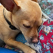 Hooch is registered to the contest to win money with this photo: animal, close_up, collar, comfort, cozy, detail, dog, ear, fur, indoor, nose, patchwork_quilt, paw, pet, relaxed, resting, sleeping, snout, soft_lighting, tan_color
