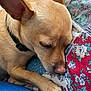 animal, close_up, collar, comfort, cozy, detail, dog, ear, fur, indoor, nose, patchwork_quilt, paw, pet, relaxed, resting, sleeping, snout, soft_lighting, tan_color