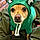 Hooch