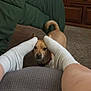 Hooch is registered to the contest to win money with this photo: animal, brown_dog, carpet, casual, collar, cozy, cute, dog, floor, furniture, home, indoor, legs, looking, person, pet, small_dog, standing, tan_dog, white_socks