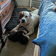 Kofi joined the competition — help win amazing prizes! dog, indoor, carpet, bed, blue_quilt, wooden_dresser, plush_toy, resting, brown_patch, pet, animal, relaxed, floor, cozy, home, furniture, comfort, lying_down, collar, tail