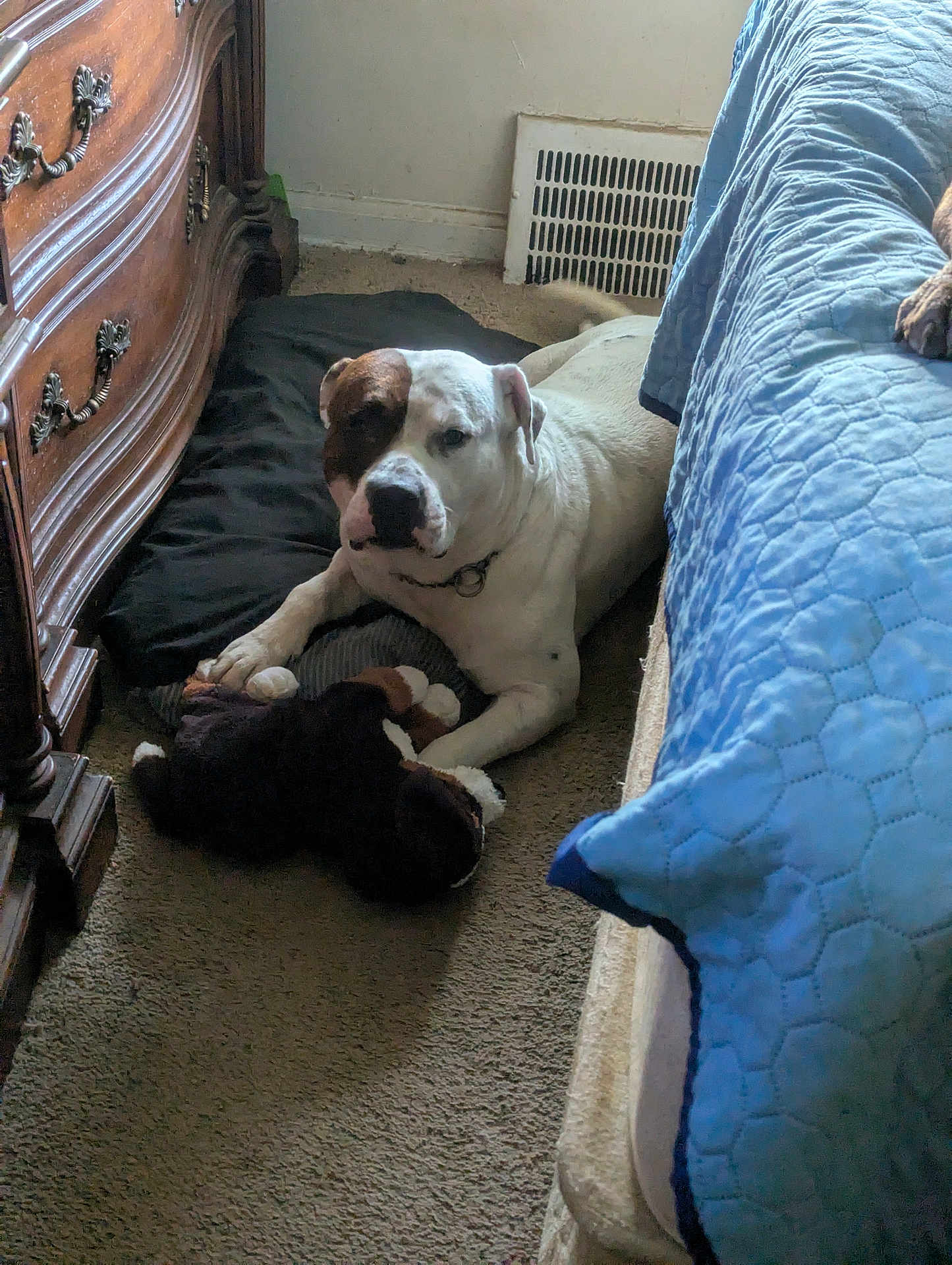 Kofi joined the competition — help win amazing prizes! dog, indoor, carpet, bed, blue_quilt, wooden_dresser, plush_toy, resting, brown_patch, pet, animal, relaxed, floor, cozy, home, furniture, comfort, lying_down, collar, tail