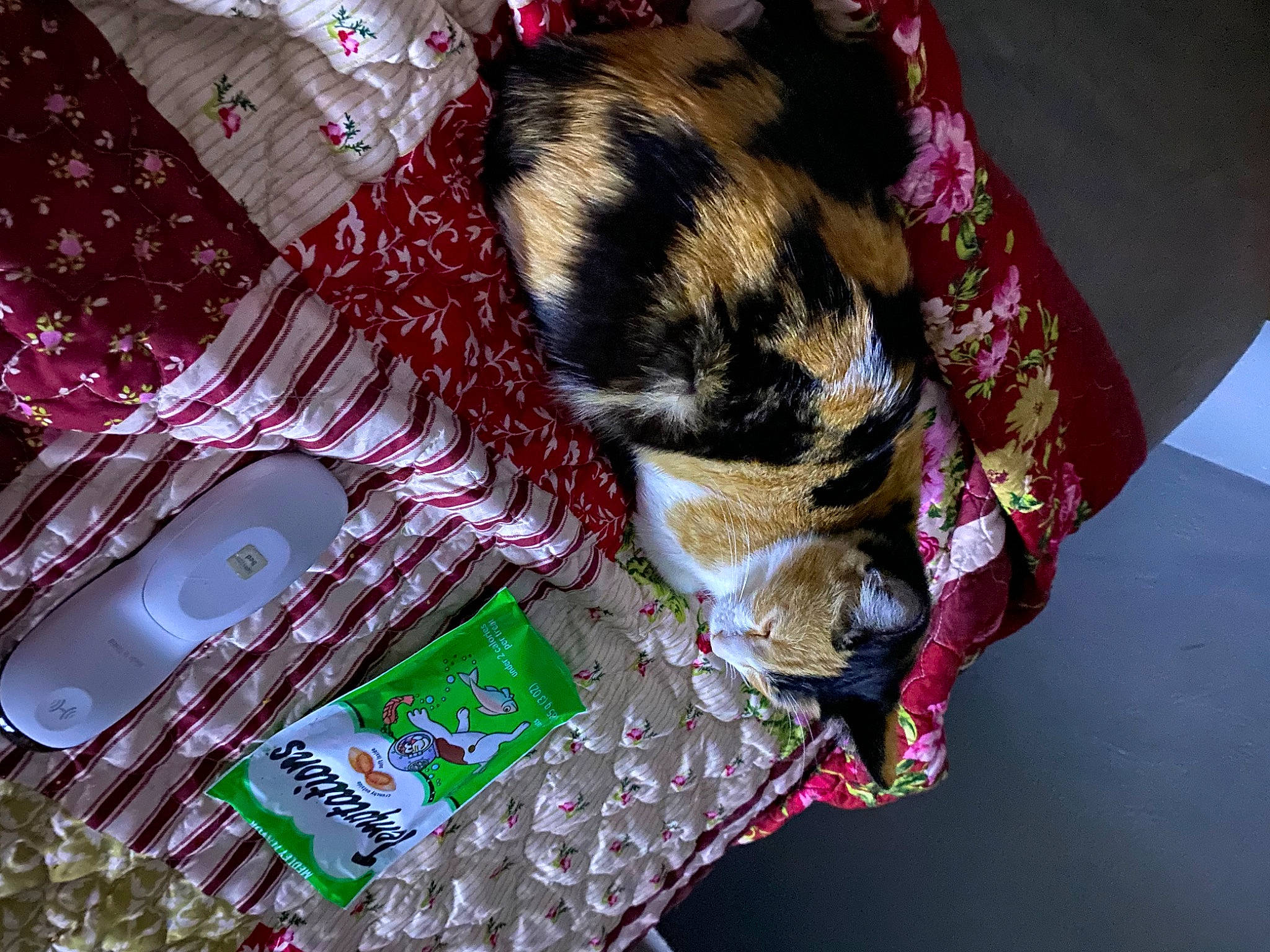 Tiny joined the competition — help win amazing prizes! bag, carnivore, cat, collar, companion_dog, dog_breed, domestic_short_haired_cat, event, fawn, felidae, fur, linens, magenta, pattern, pink, small_to_medium_sized_cats, sporting_group, tail, textile, whiskers