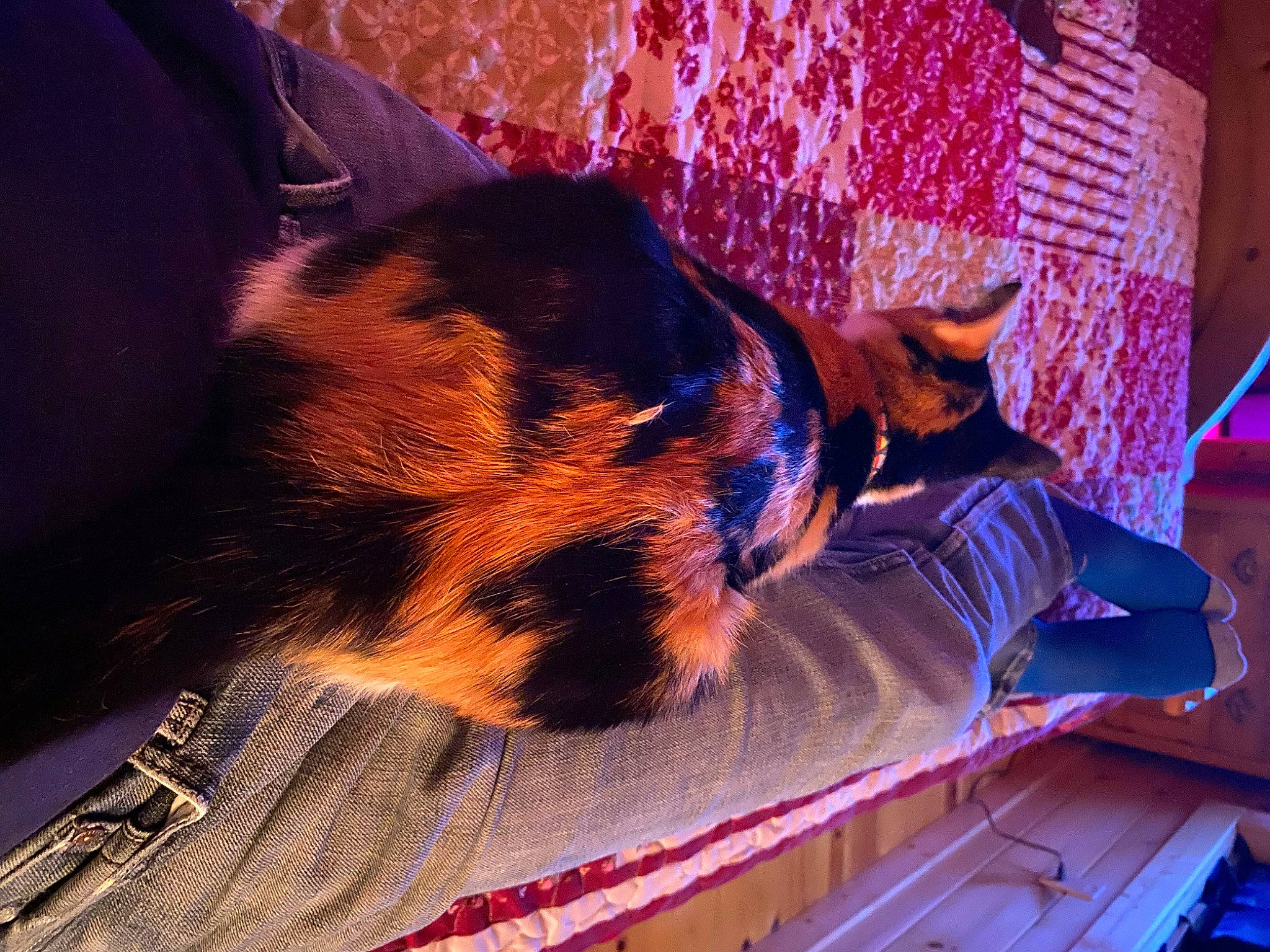 Tiny is registered to the contest to win money with this photo: canidae, carnivore, companion_dog, dog, dog_breed, ear, electric_blue, fawn, felidae, fur, heat, human_leg, paw, snout, sporting_group, tints_and_shades, toy_dog, whiskers, window, windshield