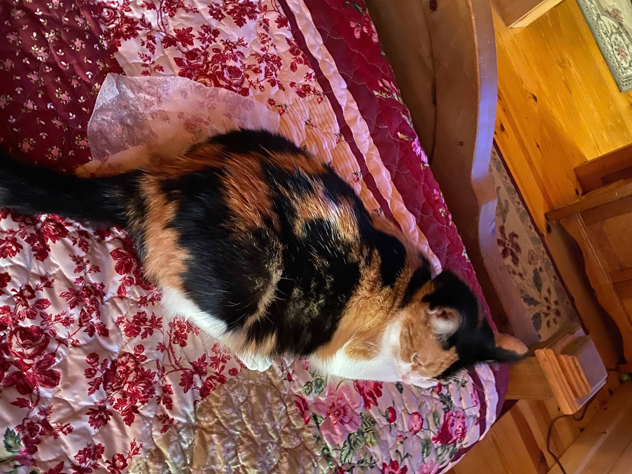 Tiny is registered to the contest to win money with this photo: canidae, carnivore, cat, comfort, companion_dog, dog_breed, domestic_short_haired_cat, fawn, felidae, flooring, fur, human_leg, linens, nap, room, shipping_box, small_to_medium_sized_cats, tail, whiskers, wood