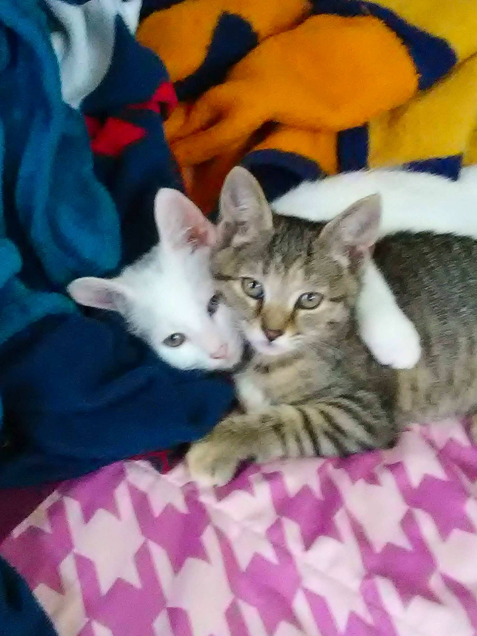 Mcmuffin joined the competition — help win amazing prizes! american_shorthair, american_wirehair, arabian_mau, asian, australian_mist, carnivore, cat, domestic_short_haired_cat, dragon_li, european_shorthair, felidae, kitten, mammal, oriental_longhair, pixie_bob, singapura, small_to_medium_sized_cats, tabby_cat, vertebrate, whiskers