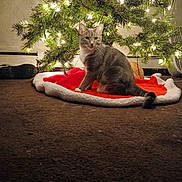 Smokey is registered to the contest to win money with this photo: cat, tabby, christmas_tree, holiday_lights, tree_skirt, carpet, indoor, pet, decorations, festive, warm_lighting, curious, animal, feline, eyes, sitting, home, cozy, greenery, ornaments