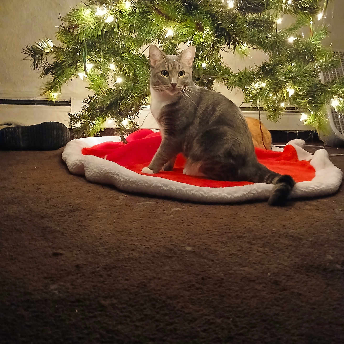 Smokey is registered to the contest to win money with this photo: animal, carpet, cat, christmas_tree, cozy, curious, decorations, eyes, feline, festive, greenery, holiday_lights, home, indoor, ornaments, pet, sitting, tabby, tree_skirt, warm_lighting