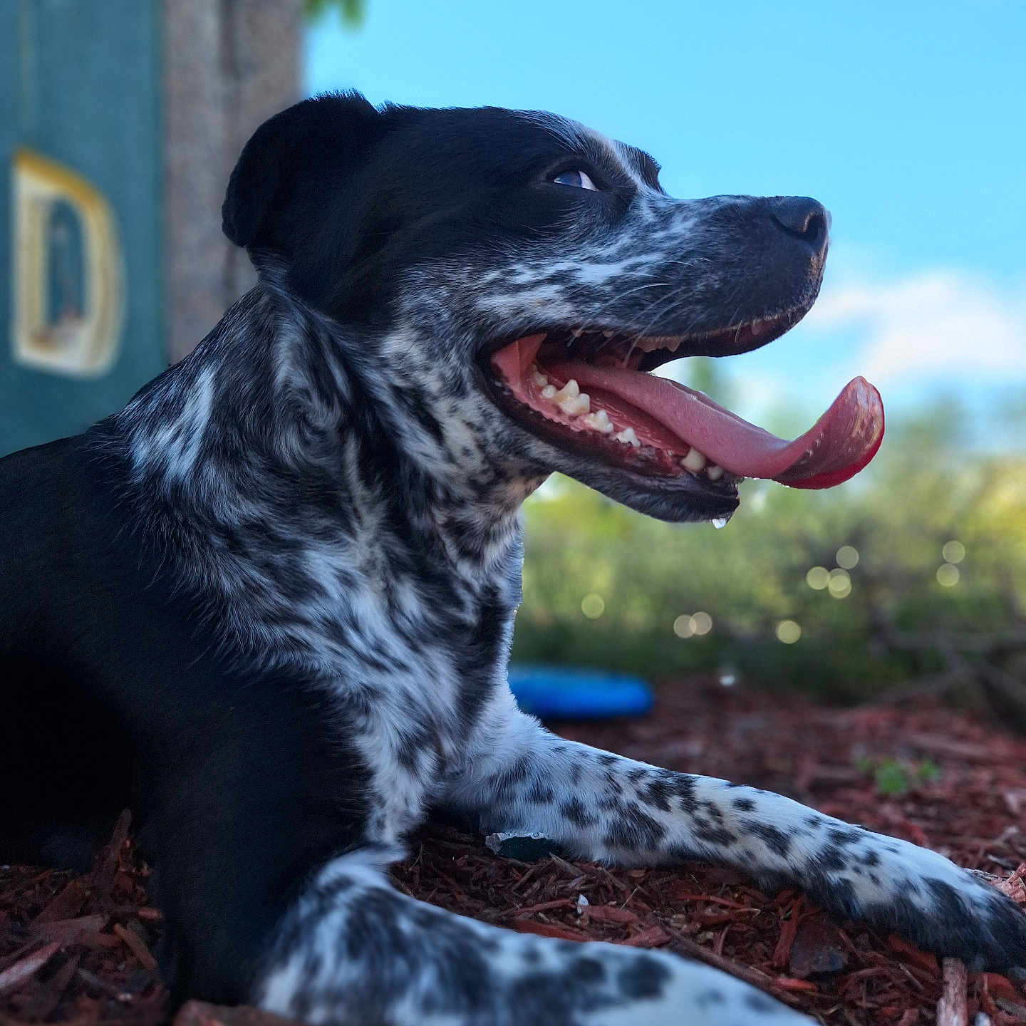 Bear joined the competition — help win amazing prizes! animal, bodypart, canine, cockerspaniel, dalmatian, dog, hound, labradorretriever, leash, mouth, person, pet, pointer, puppy, tongue