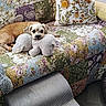 animal, brown_dog, couch, cozy, dog, dog_bed, flooring, floral_pattern, furniture, home, indoor, pet, pillow, plush_toy, quilt, ramp, relaxing, resting, stuffed_animal, textile