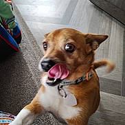 Peanut joined the competition — help win amazing prizes! dog, pet, brown_dog, white_chest, white_paws, tongue, licking, wide_eyes, floppy_ears, wagging_tail, collar, tag, indoor, living_room, carpet, wood_floor, furniture, colorful_blanket, close_up, playful