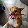 brown_dog, carpet, close_up, collar, colorful_blanket, dog, floppy_ears, furniture, indoor, licking, living_room, pet, playful, tag, tongue, wagging_tail, white_chest, white_paws, wide_eyes, wood_floor