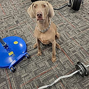 Dusty joined the competition — help win amazing prizes! dog, pet, indoor, carpet, exercise, gym, weights, barbell, floor, chain_collar, brown_dog, sitting, fitness, equipment, focused, looking_up, animal, canine, attention, training