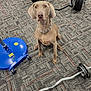 dog, pet, indoor, carpet, exercise, gym, weights, barbell, floor, chain_collar, brown_dog, sitting, fitness, equipment, focused, looking_up, animal, canine, attention, training