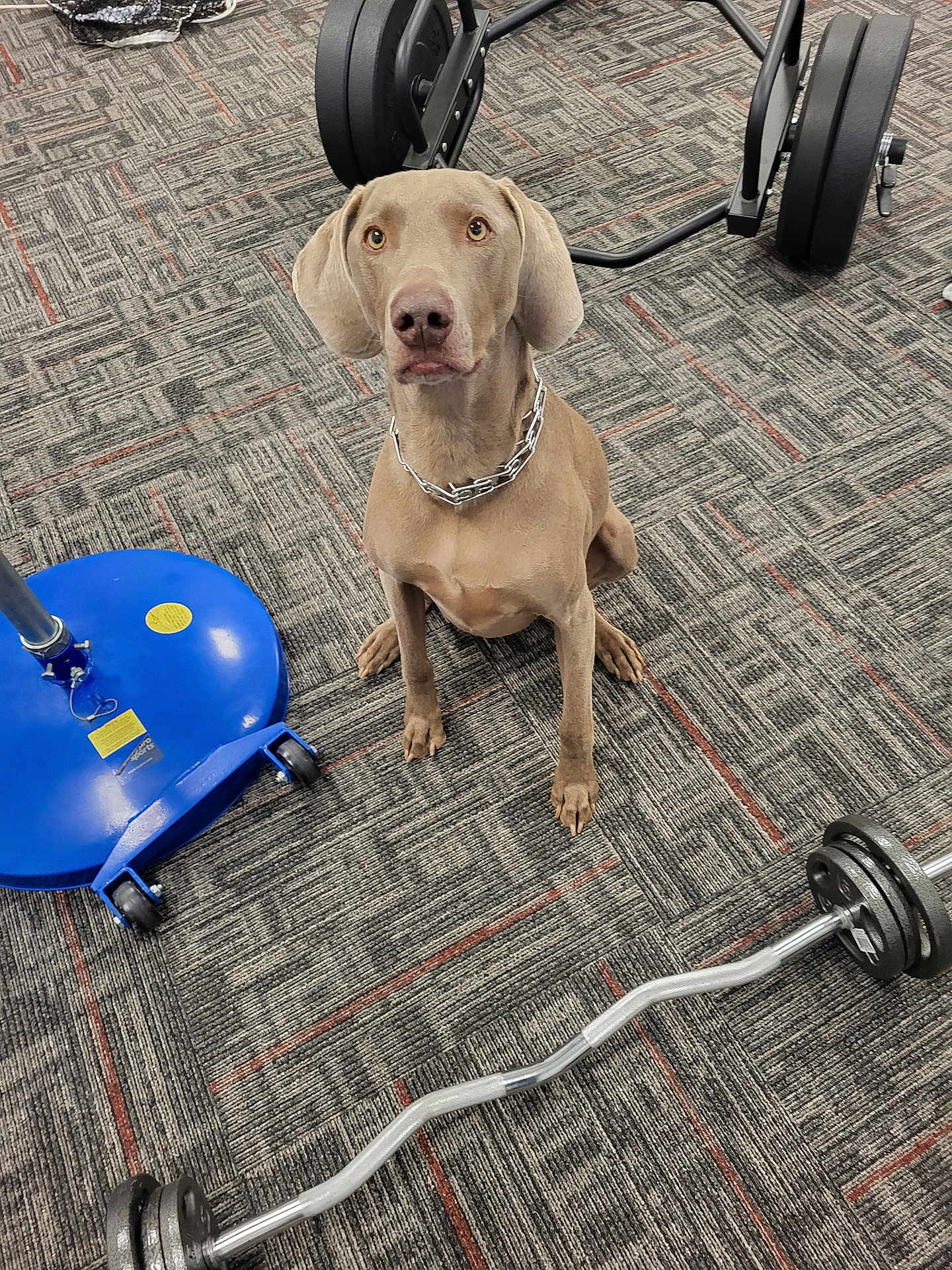 Dusty joined the competition — help win amazing prizes! dog, pet, indoor, carpet, exercise, gym, weights, barbell, floor, chain_collar, brown_dog, sitting, fitness, equipment, focused, looking_up, animal, canine, attention, training