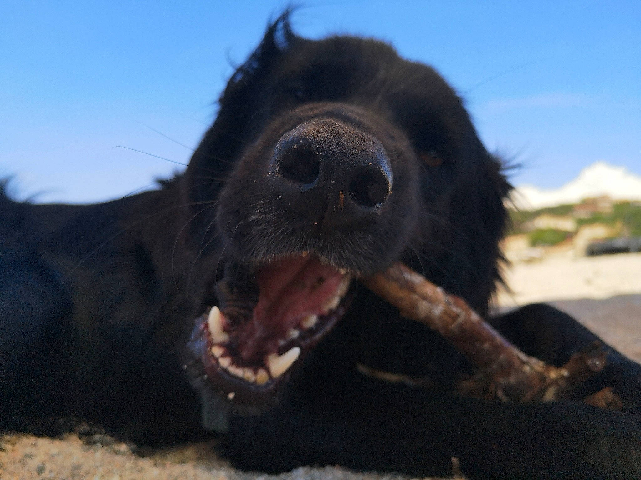 Orlan a rejoint le concours — aidez-le/la à gagner de superbes lots ! canidae, carnivore, companion_dog, dog, dog_breed, eye, fang, fur, happy, head, jaw, liver, sky, snout, sporting_group, terrestrial_animal, tooth, whiskers, working_animal, yawn