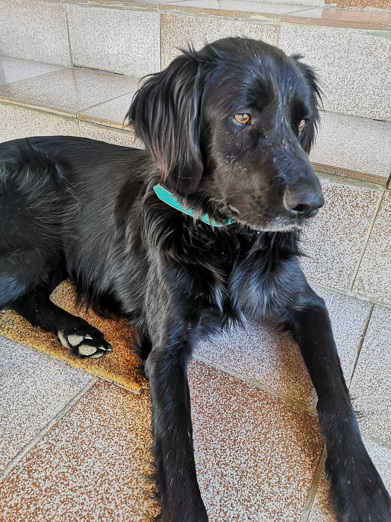 Orlan participe au concours pour gagner de l'argent avec cette photo : borador, carnivore, collar, companion_dog, dog, dog_breed, dog_collar, fur, gun_dog, hunting_dog, leash, liver, pointing_breed, retriever, snout, sporting_group, tail, working_animal