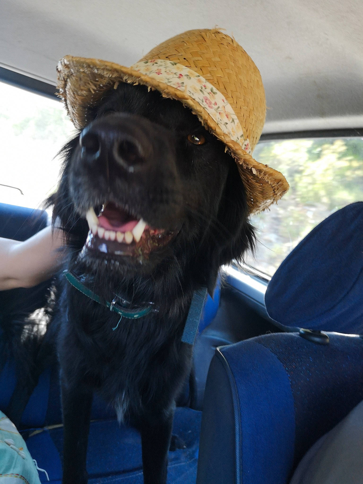 Orlan a rejoint le concours — aidez-le/la à gagner de superbes lots ! auto_part, automotive_exterior, car, car_seat_cover, carnivore, collar, companion_dog, dog, dog_breed, dog_collar, electric_blue, family_car, fedora, hat, motor_vehicle, smile, snout, sun_hat, vehicle, vehicle_door