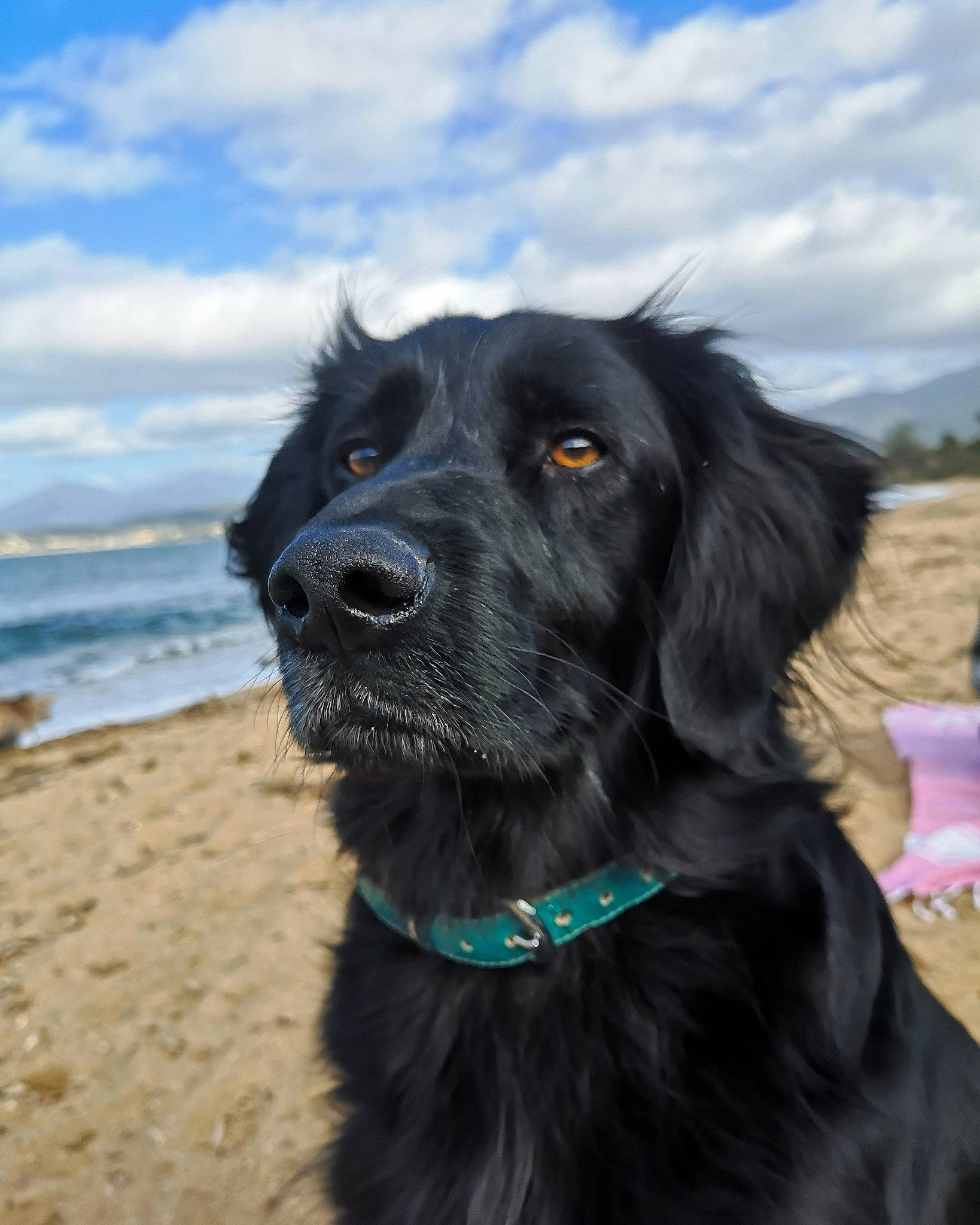 Orlan a rejoint le concours — aidez-le/la à gagner de superbes lots ! beach, borador, canidae, carnivore, cloud, collar, companion_dog, dog, dog_breed, dog_collar, electric_blue, fur, retriever, sky, snout, spaniel, sporting_group, water, whiskers, working_dog