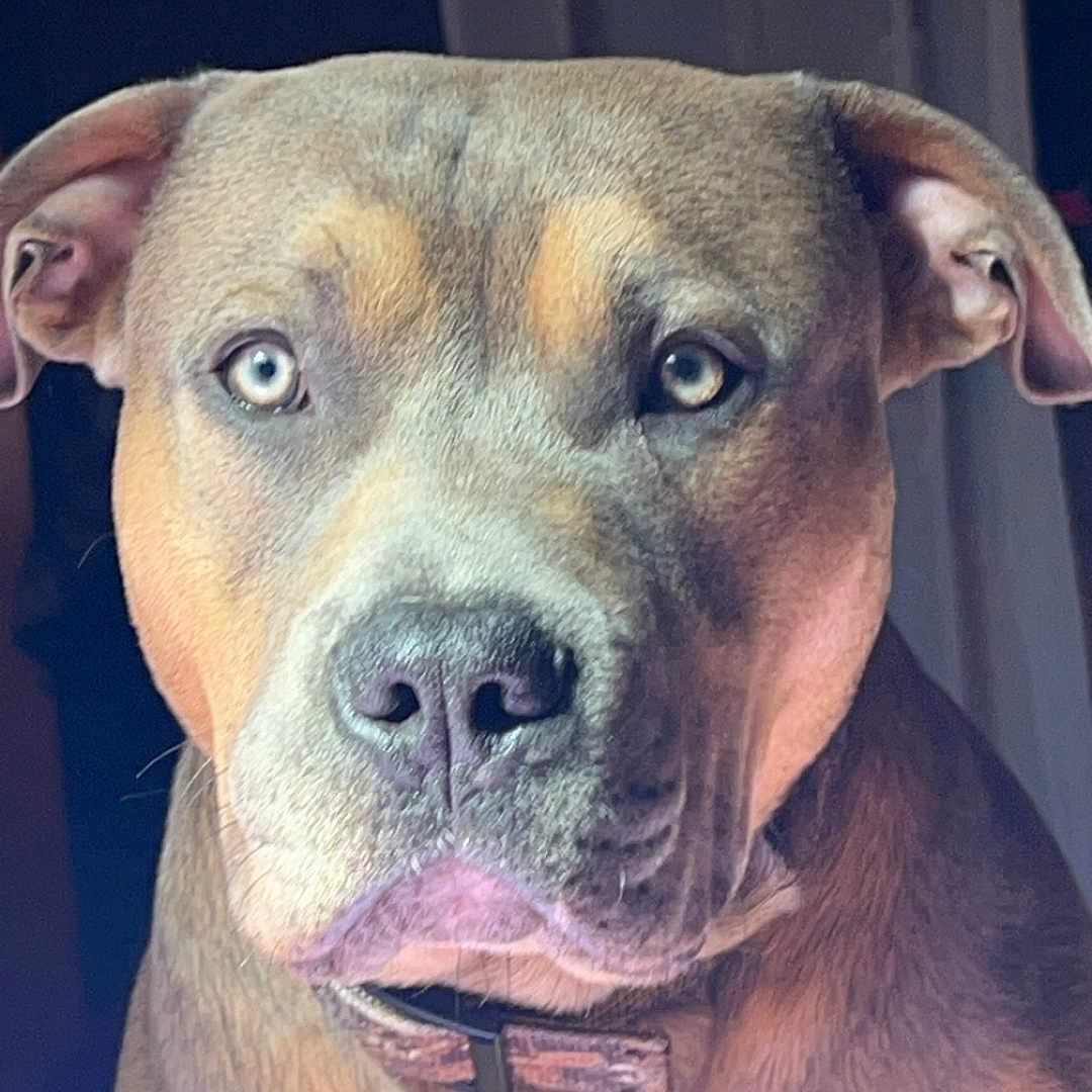Daddy is registered to the contest to win money with this photo: animal, boxer, bulldog, canine, dog, face, frenchbulldog, head, hound, labradorretriever, person, pet, photography, pitbull, portrait, puppy, snout, whitedog