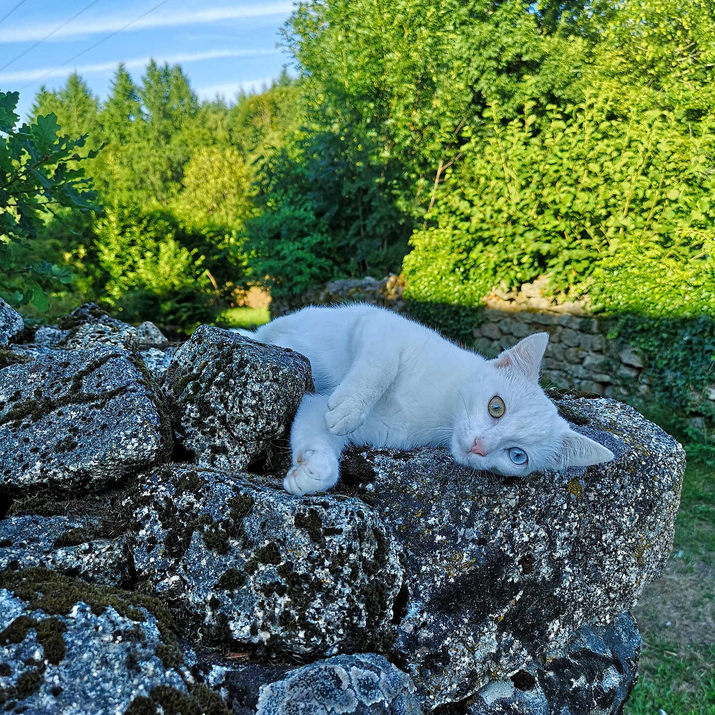 Sancha a rejoint le concours — aidez-le/la à gagner de superbes lots ! animal, blue_sky, cat, daytime, feline, grass, greenery, heterochromia, moss, nature, outdoor, pet, relaxing, resting, rocks, stone_wall, sunlight, trees, white_cat, wildlife