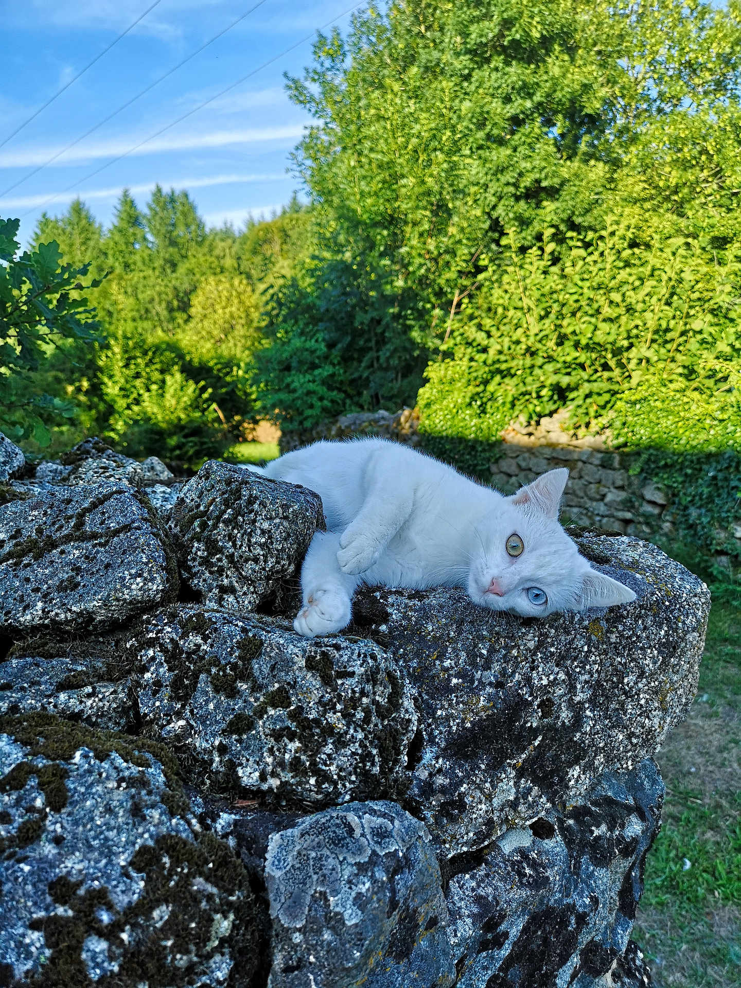 Sancha a rejoint le concours — aidez-le/la à gagner de superbes lots ! cat, white_cat, heterochromia, stone_wall, moss, outdoor, greenery, trees, blue_sky, nature, animal, relaxing, feline, pet, sunlight, rocks, grass, daytime, wildlife, resting