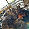 Kevin Storm is registered to the contest to win money with this photo: cat, gray_cat, sleeping, lying_down, paws, whiskers, fur, indoor, bed, blanket, cushion, window, sunlight, blinds, cozy, relaxed, pet, home, portrait, cute